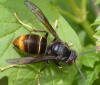 Vespa velutina